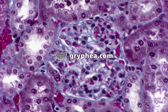 Rein Homme région des glomérules x200 - gryphea.com